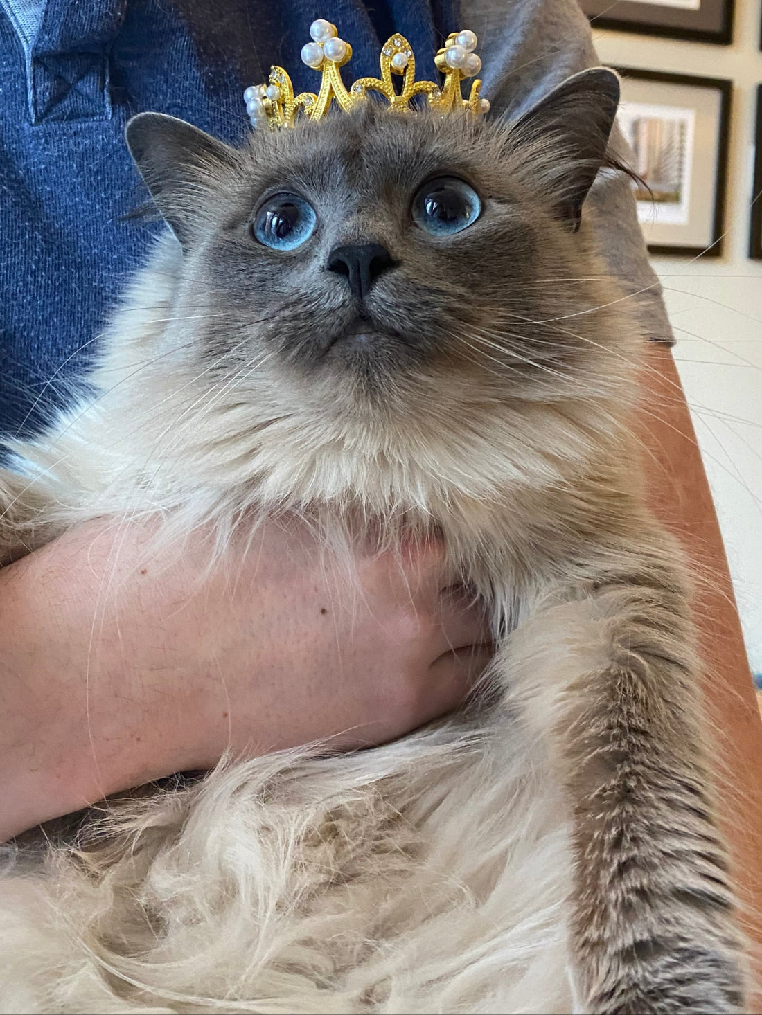 A ragdoll cat with a tiny golden crown being held by a man and staring into camera very goofy.